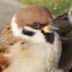 qsorip_'s profile picture. 「六四天安門」は魔除けdeath。ユーザ名は「くそりぷ」と読んでください。因みに医師でも大学教員でもありません。ドンドン絡んでくださいね。左巻きの対バン大歓迎ですよ。沢山爪痕残してくださいね。スパイ防止法楽しみです。翡翠も大好きで、女系天皇反対でその上左巻き大嫌いでフェミ・反ワク界隈ban。コメ欄閉じ厨はミュートです。