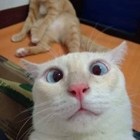 kucing (@sha_munira) 's Twitter Profile