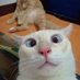 kucing (@sha_munira) Twitter profile photo kucing (@sha_munira) Twitter profile photo
