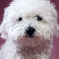 Wang jasmine Tan (@wangjasmin70951) 's Twitter Profile