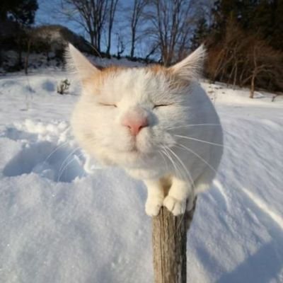 The_Ghosted_'s profile picture. 