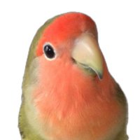 のっぴー🍑🥟🏴‍☠️🍬💫🏮⚔️🍙 (@morino023) 's Twitter Profile Photo