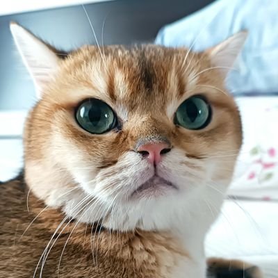 fullcarbonbocuk's profile picture. 