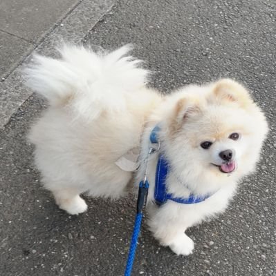二次元・声優さん好きです♪ときレス☆伊達京也さん最推し♡声優・遊佐浩二さん/鳥海浩輔さん推しの2015年からポメラニアンを溺愛しているネコ好きです(*^.^*)基本リツイート・いいね多めでほぼつぶやきません。無言フォローご容赦下さい。