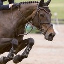 Joan Sutton - @3HorseGirls - Twitter