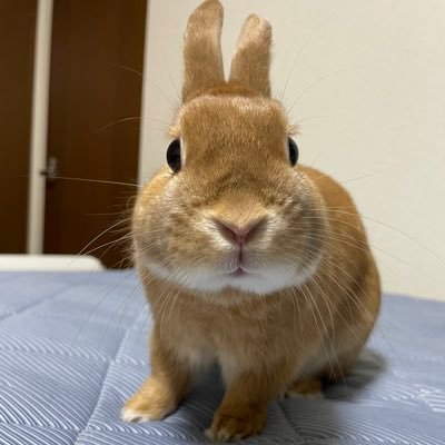 心を癒してくれた大久野島🏝️動物と大久野島が好き🐰🔰遠くから大久野島見守り中🐰&松本怜生くんの湖に浸かり中🤫息抜きに 島以外ネタになるけど許してね🙏
