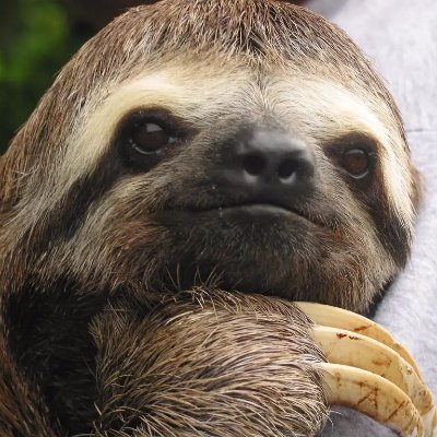 Malau_lol's profile picture. esport coach/manager, pm for coaching