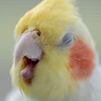 はく (@ehigqyd0vjdqk3o) 's Twitter Profile Photo はく (@ehigqyd0vjdqk3o) 's Twitter Profile Photo