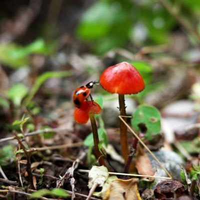 werty1501's profile picture. きのこ勉強中🍄🍄‍🟫出張多いのでその土地土地のキノコを見たい