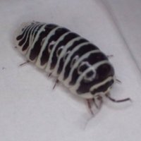 ざくっちゅ (@wkk8vbfucn8oeuh) 's Twitter Profile Photo