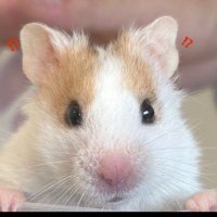 HIRO (@loq7wpzmxxobaxy) Twitter profile photo