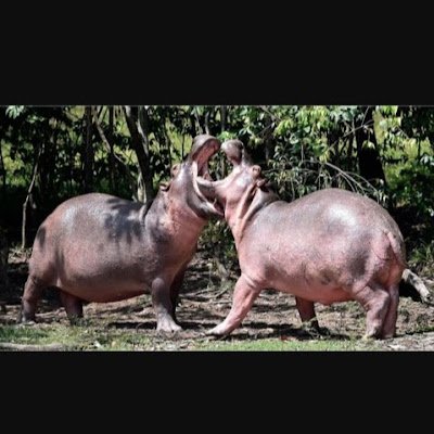 Mamsomumukaecho's profile picture. 