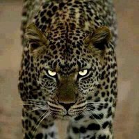 El Inge Shaggy Picazo 🍀 (@picazorivero) 's Twitter Profile