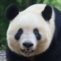 佐藤雅恵 SATOH MASAYE (@setsu89_panda) 's Twitter Profile