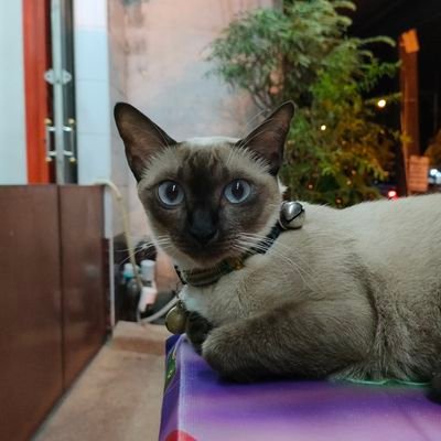 sansern_r428's profile picture. KICKIN ASS & TAKIN NAMES 
L-51