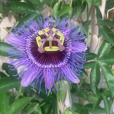 HGeomtri55449's profile picture. Haber