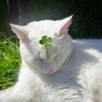 𝗸𝗸𝗻𝘀.🍀 (@kankantinann) 's Twitter Profile Photo 𝗸𝗸𝗻𝘀.🍀 (@kankantinann) 's Twitter Profile Photo