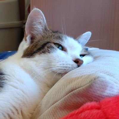 あーやん( ᐛ )さんのプロフィール画像