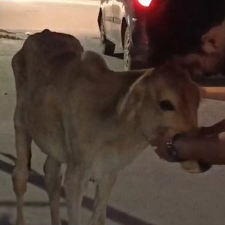 GauravKumar_27's profile picture. Sleep | Run | Code | Read