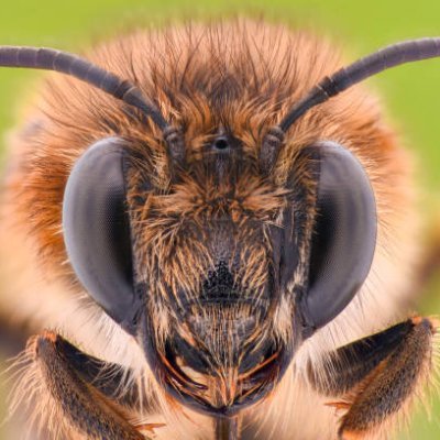 honeypollon's profile picture. we gon sting you lil bruh /// rip dian 2003-2024 /// Owner of 2 beautiful Slawbunnies /// 20