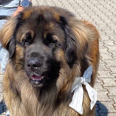 morrismusicoff's profile picture. 