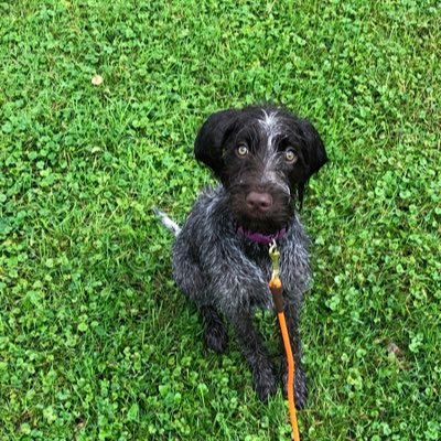 willzimm1's profile picture. because it’s there