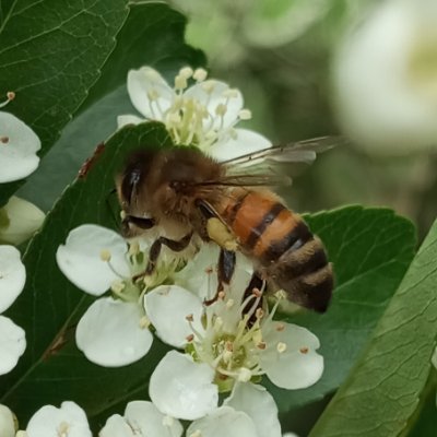 Balades en #Ardèche #Drôme #produitslocaux🍯 #recettes🥙 #loisirscreatifs🪡🧵#jardin🌿🐝🪴 #photos 📸🌺 #livres📚#lecture #famille👶 #animaux 🐺🐱🕊️🦋 #tests🔎