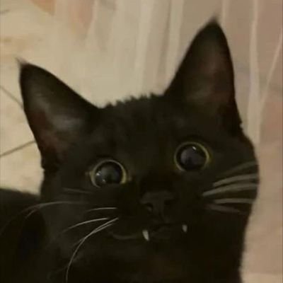 Valkyriaal's profile picture. Se me da bien compartir cosas ñoñas y gatos.
