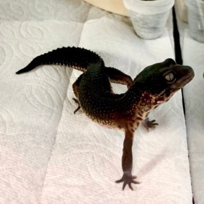 ブリーダー目指して勉強中🦎モルフ計算など自分で勉強するには限界を感じてます😭#レオパードゲッコウ #ヒョウモントカゲモドキ #クレステッドゲッコー #クレス  #オウカンミカドヤモリ #爬虫類 #レオパ #ヤモリ #爬虫類好きさんと繋がりたい #爬虫類好きと繋がりたい