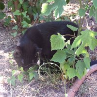 Michael Agugom (@ndagugom) 's Twitter Profile