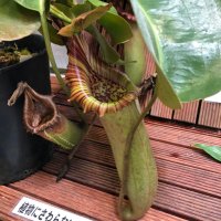 N.inermis 食虫植物　水苔付き N.inermis 食虫植物 水苔付き