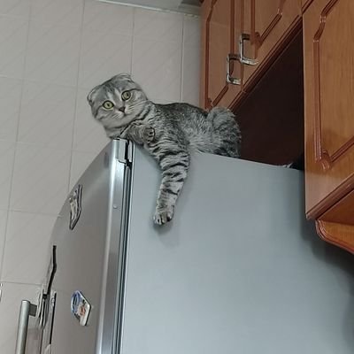 BilalSudenaz's profile picture. 