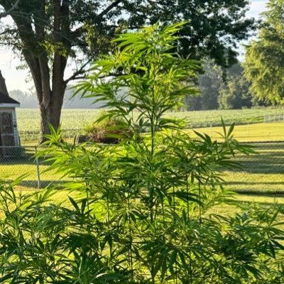I grow God’s medicine and leave others be.