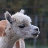 Thomas Wolff (@hasefalsch) 's Twitter Profile Photo Thomas Wolff (@hasefalsch) 's Twitter Profile Photo