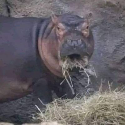 Esdrassさんのプロフィール画像