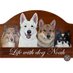 ノア(life with dog NOAH) (@vkwjy6mrwnbee7b) Twitter profile photo ノア(life with dog NOAH) (@vkwjy6mrwnbee7b) Twitter profile photo