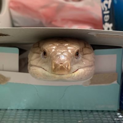 k071189h's profile picture. 