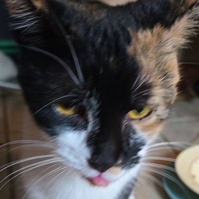 Octo_______'s profile picture. 30/cat dad/twitch affiliate