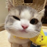 Angie🌷 (@arsangelica_) 's Twitter Profile Photo Angie🌷 (@arsangelica_) 's Twitter Profile Photo