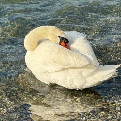 ykmistt's profile picture. 