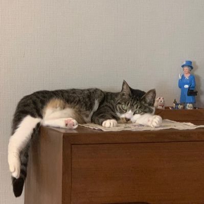 pecorima's profile picture. 