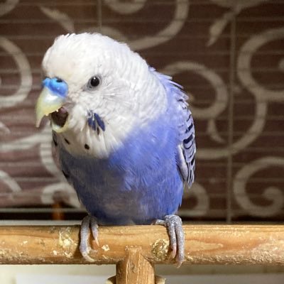 はっちさんのプロフィール画像
