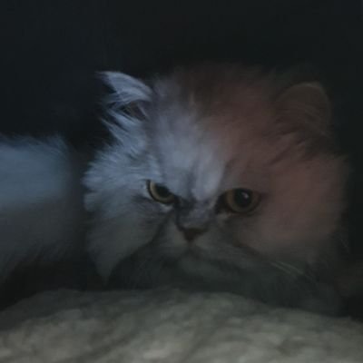 Lady kitty Profile