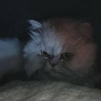 Lady kitty (@ladyk70768) 's Twitter Profile Photo Lady kitty (@ladyk70768) 's Twitter Profile Photo