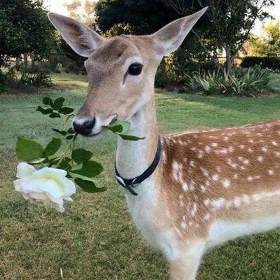 gosto de comer insetos e pequenos pedaços de vidro