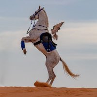 _Imam_ss (@imam_360) 's Twitter Profile