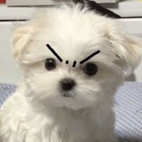 몽 (@idmongnya) 's Twitter Profile