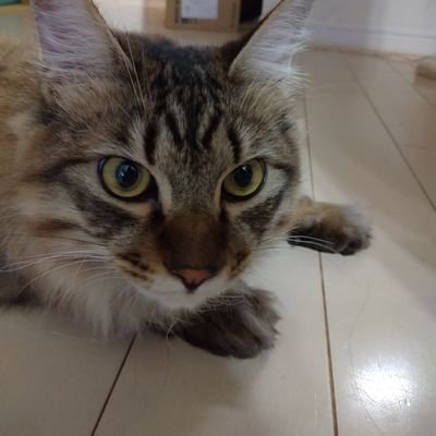 大腿骨骨折で手術を控えています。ご支援いただけますと幸いです。
FIP(ドライタイプ)に罹患していました🐈⬛
保護猫4にゃんと暮らしています。
↓4にゃんに必要なものリストです。よろしくお願いします。