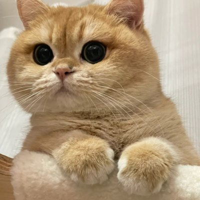 無言のフォロー、失礼しました💕
かわいいものには弱いんです。🎇
旅行も好きですし、海をぶらつくのも好きです🎈