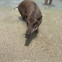 Shaun Alex (@shaun_alex15878) 's Twitter Profile